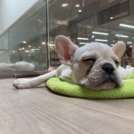 静岡県藤枝市 ペットショップワンラブ カインズ藤枝店のスタッフブログ