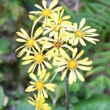 『ニーズの泉(4150回記念)(5)豪傑と情熱』の画像