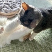 2歳と13歳の猫のじゃれ合いと雪に残された足跡