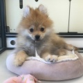 ポメラアンちゃん