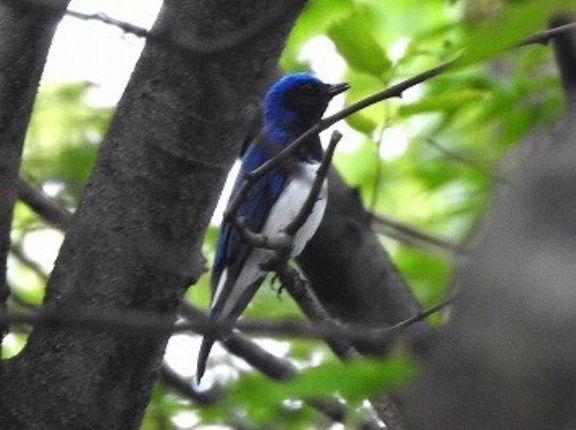 2026年5月9日の野鳥公園
