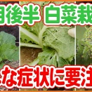 白菜栽培：10月後半はここに注意！害虫被害と「葉が巻かない」原因・対策を徹底解説