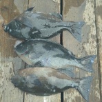 中本渡船　釣果情報