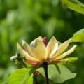 夏鳥揃い踏み