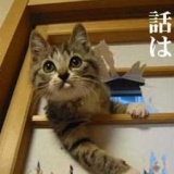 猫に関する不思議な話～『野良猫に「うちの子（猫）を探して」と言ったら見つかった』