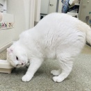 Megさんのお当番日記『平和の象徴』。