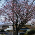 門池の桜：寒緋桜が見頃、ソメイヨシノはつぼみ