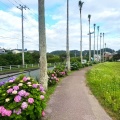 それは紅　こちら紫　ガクアジサイ