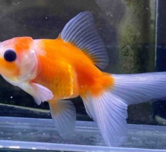 🐟金魚•メダカ入舎情報‼️