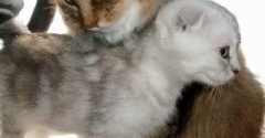 「テーブルに上がってもいい」とル－ルを変えた後の猫たち