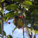 リスが撮れました