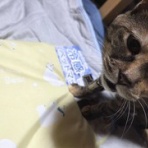 馴れていない成猫の幸せへの道