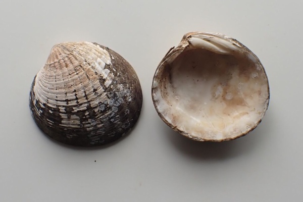 図鑑を作る（二枚貝編） - トマヤガイ科