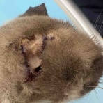 風の動物病院のブログ