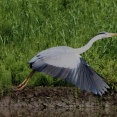在庫から、畔田の田圃で撮影した、アオサギの飛翔シーンをアップしました。