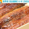 完全養殖ウナギ、1尾4500円で発売へ