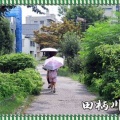 田柄川緑道を行く