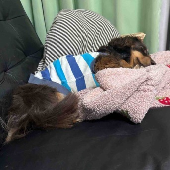 明日外来に突撃するぞ。