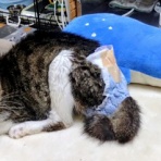 公園のネコたち