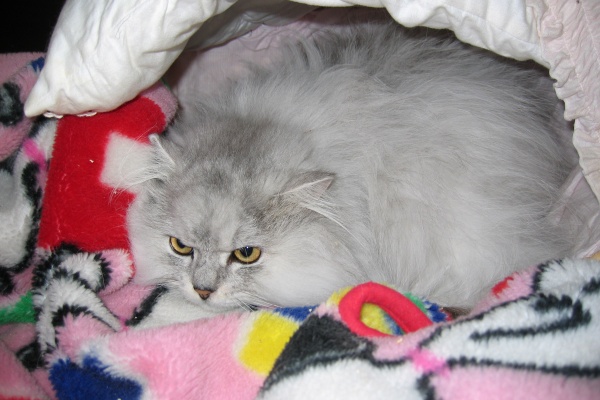 馴れていない成猫の幸せへの道 - チンチラ