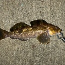 ソイ研　エリア２～３