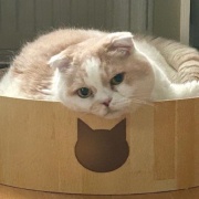 遊び方がワンちゃんみたいな猫