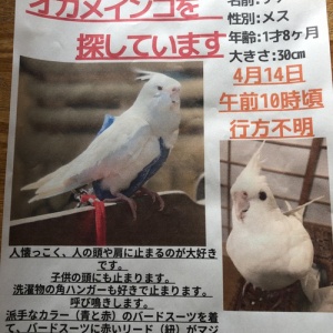 怪奇現象 伊良湖のハエ１００匹