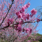 令和６年４月より東武岳風会に！(公益社団法人日本詩吟学院認可団体）