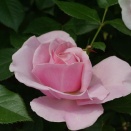 パフューム　ドレス