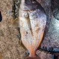 釣り行ったら大物釣れた（※画像あり）