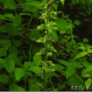 2026初夏の野草-2