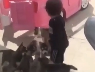 ショッキングすぎる。大勢の獣に小さな男の子がおそわれる映像。海外の反応