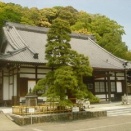 徳川家康に大柿を献上 藤枝七福神 寿老母尊天霊場　曹洞宗 龍池山 洞雲寺　(静岡県藤枝市藤枝5-2-28)