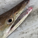 『巨大鱧を食す…料理編』の画像