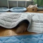 遊び方がワンちゃんみたいな猫
