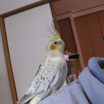 アッシのオカメ