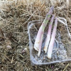 自然農菜園「はたけや」の作業日誌