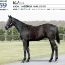 10/25東京2才新馬芝2000m【ブラックオリンピア】