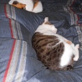 猫に小判を与えたら。 埋蔵金：千八百八拾四両　それがわかっておってかぁ・・・。