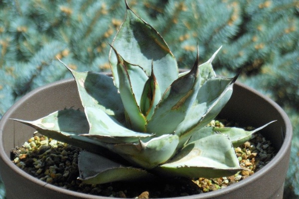 My Favorite Plants】 - ﾁﾀﾉｰﾀ ﾎﾜｲﾄｱｲｽ 