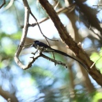 青色鳥撮り