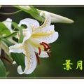 今日から8月＜葉月＞