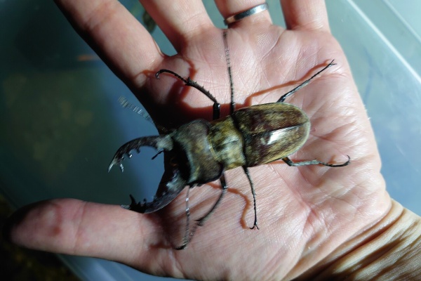 NEOの虫採りはいじゃんぷ - 2025年06月