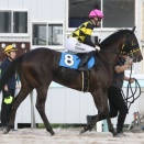 【遠征馬情報】JRA札幌・コスモス賞に、ホッカイドウ競馬から3頭参戦！