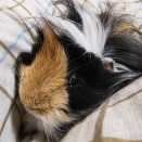 衆議院議員選挙の投票所入場券が届いた・最近のDB