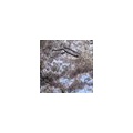 【放送禁止】三山凌輝が現場に着てきたシャツがやばい。スタッフあ然　※私の本音