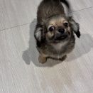 【通常ブログ】チワックス