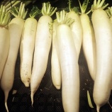 『1月23日〜　青首大根は、下ではなく上に伸びる!?』の画像