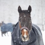『大粒の雪』の画像