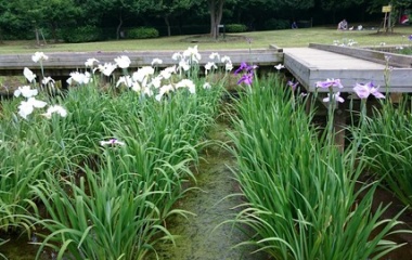 『2015/6/7 山崎公園＠埼玉県富士見市大字水子184番地』の画像